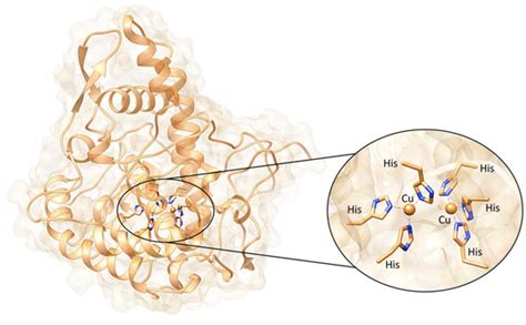 IJMS | Special Issue : The Role of Tyrosinase in Human Health and Disease