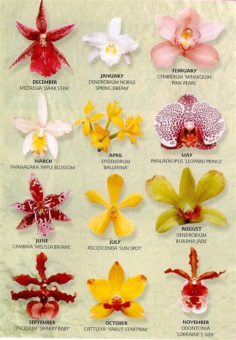 84 best Gumpaste Orchids images on Pinterest | Cake toppers, Fondant ...