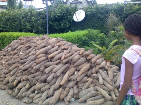 How To Start Yam Farming In Nigeria (Beginners Guide) – Wealth Result