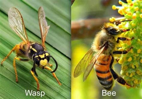 What's The Difference Between A Bee And A Wasp? | Ben's Bees