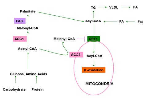 Acetyl Coa Carboxylase Reaction