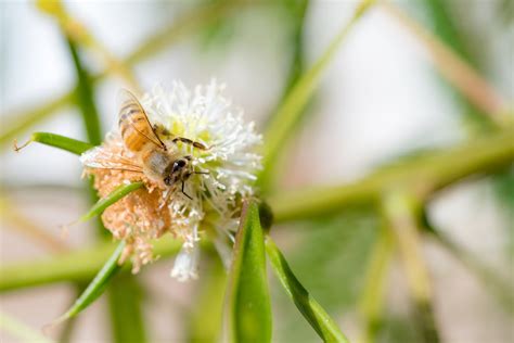 Bee Pollinating Flower · Free Stock Photo