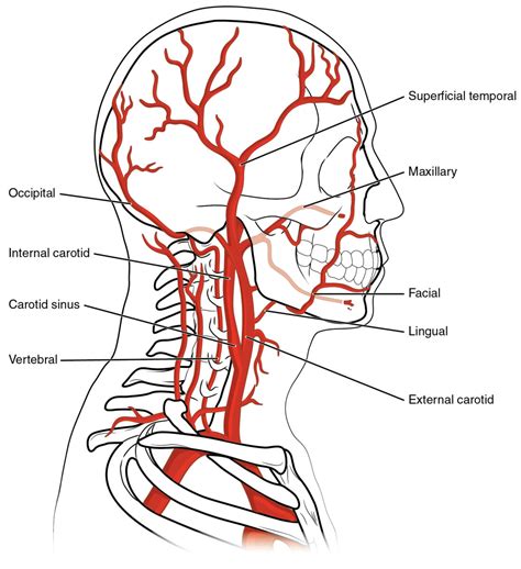 Disección de las Arterias Carótida y Vertebral | Concise Medical Knowledge