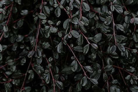 Black leaves, Plant, Leaves, Branches HD wallpaper | Wallpaper Flare