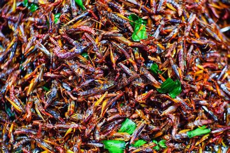 Crickets background stock photo. Image of legs, fried - 31725730