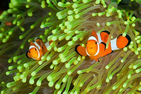 Colourful clownfish carry an unusual health warning for predators | New ...