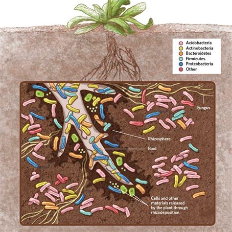 Soil microbes are crucial to the health of your plants. They help ...