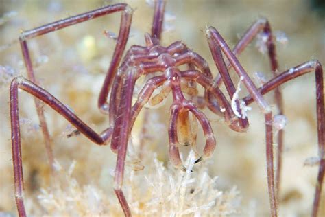 9 Unexpected Facts About Sea Spiders