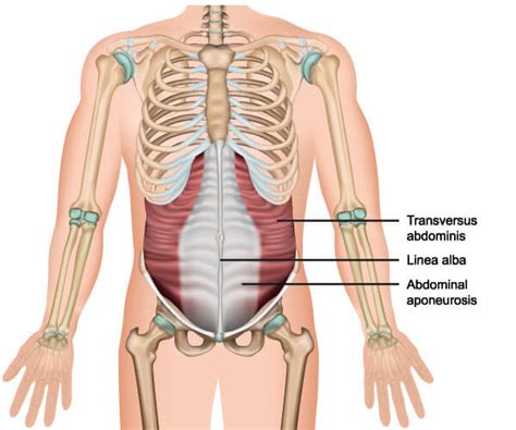 Muscles Of The Abdomen Poster Clinical Charts And Supplies | lupon.gov.ph