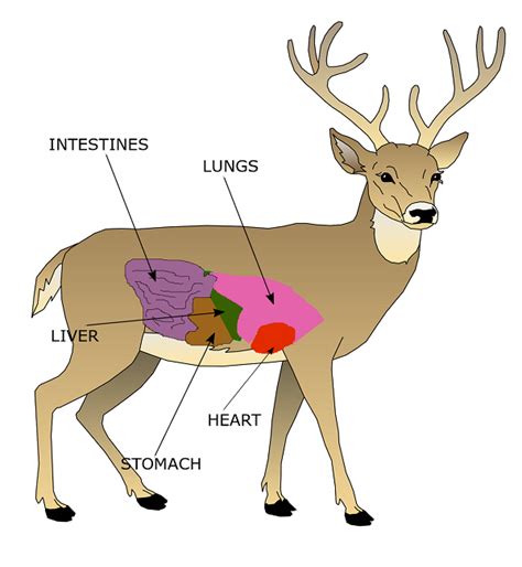 Deer Anatomy Chart - Learn where to shoot a whitetail deer | N1 Outdoors