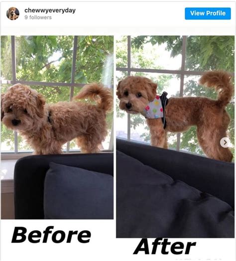 Top 8 Maltipoo Haircuts (Lots of Pics!) & Grooming Tips - Doodle Doods ...