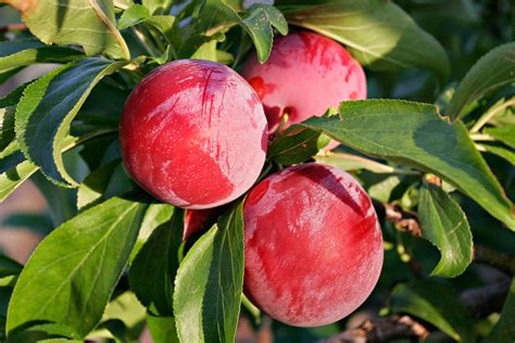 How to grow Plum Tree in containers | Growing Plums | Prunus - Naturebring