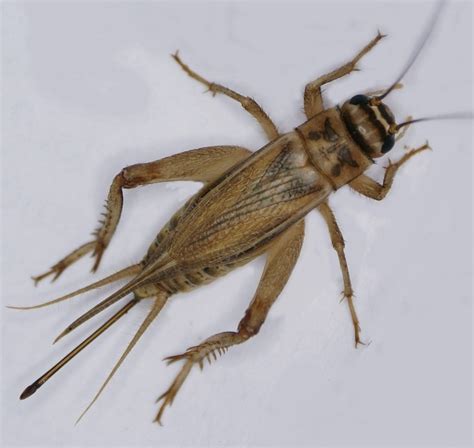 The Fascinating Biology of Crickets: From Anatomy to Acoustics ...