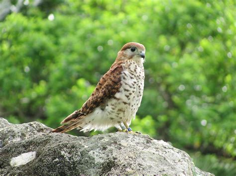 The Majestic Kestrel - A Beautiful Bird in Mauritius