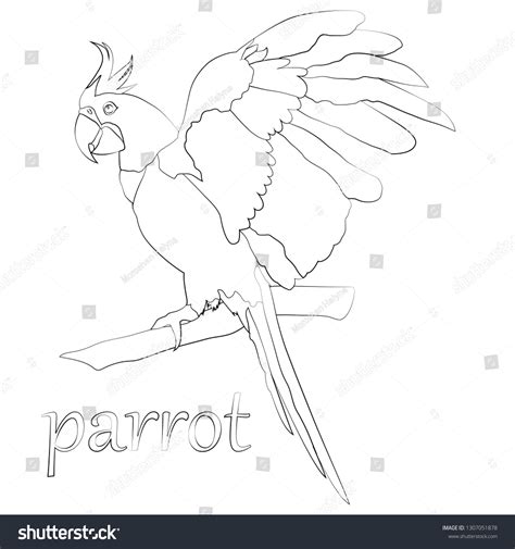 Drawing Parrot Black White Stock Vector (Royalty Free) 1307051878 ...