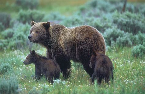 Alberta’s Grizzly Century-Grizzly bears are important both as a symbol ...