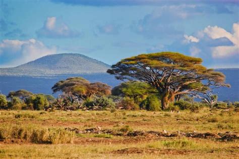 African Savanna Landscape with Trees and Mountains