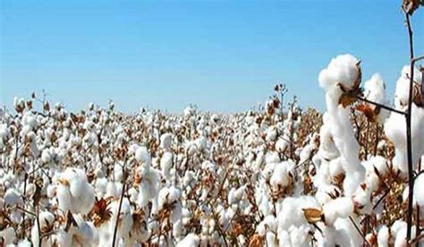 Cotton production increases 7 percent