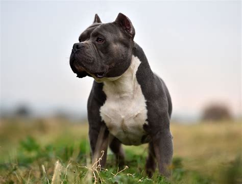 Are There Different Types Of English Bulldogs