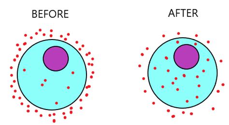 Movement In And Out Of Cells - IGCSE Biology Notes (2020)