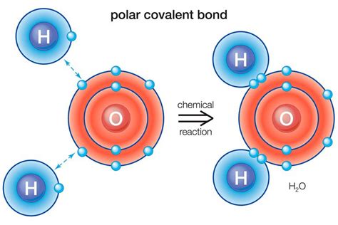 Definition and Examples of a Polar Bond