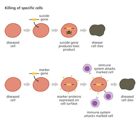 Gene Therapy Strategies – The Begene-ing