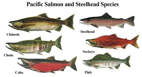 West Coast Salmon and Steelhead Fisheries Management | NOAA Fisheries