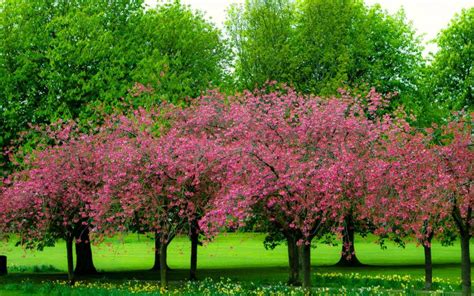 HD Spring Trees Wallpaper | Download Free - 67656