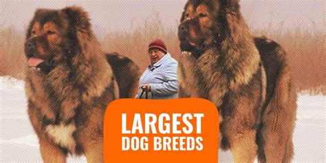 Whats The Biggest Breed Of Dog