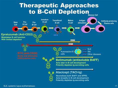 PPT - Advances in B-Cell Biology in the Treatment of Autoimmune and ...