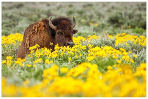 Wildlife to Watch in Yellowstone National Park