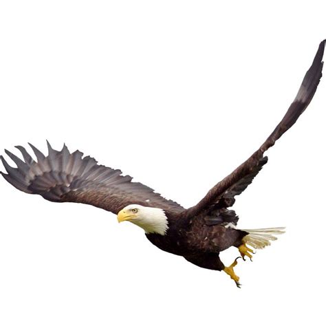 bald eagle transparent background | Bald eagle, Eagle, Eagle images