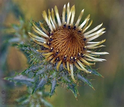 Carlina vulgaris