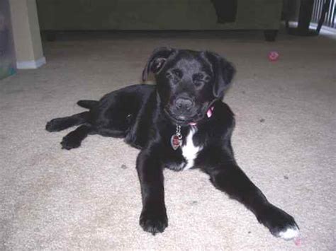 Borador (Border Collie-Lab Mix) Info, Puppies, Temperament, Pictures