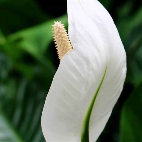 How Long Do Peace Lily Flowers Bloom? (And How To Care) - Green Garden ...