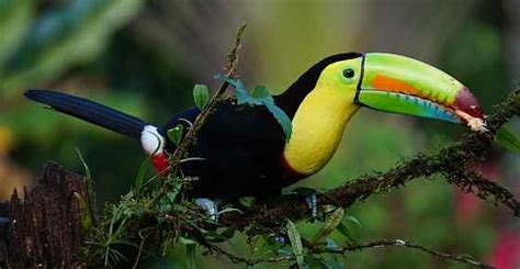 Tropical Rainforest Animals and Plants with Pictures and Names