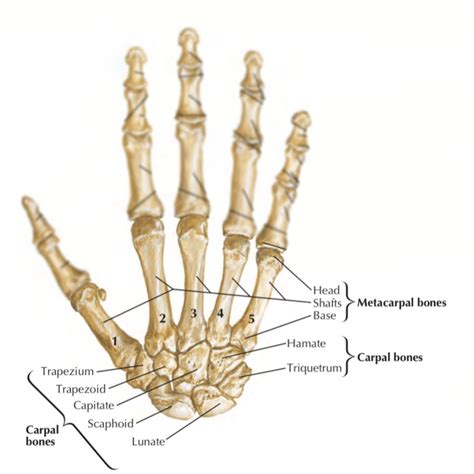 Metacarpal bones