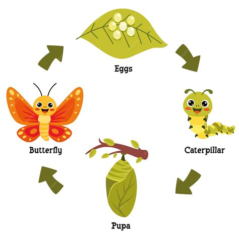 Life Cycle Of A Caterpillar Clipart