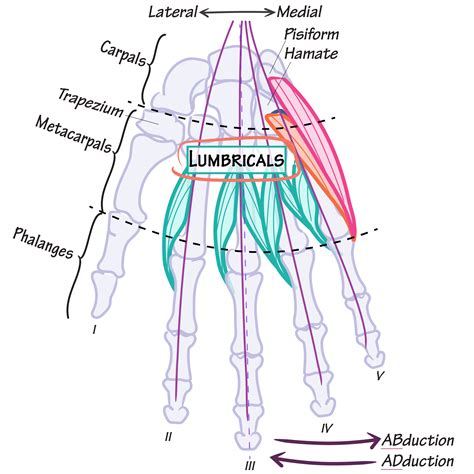 Gross Anatomy Glossary: Lumbricals (Hand) | ditki medical & biological ...