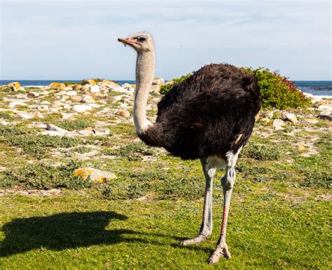 Ostrich history and some interesting facts