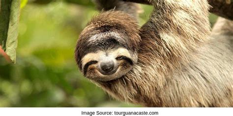 Cute Sloth Hanging From Tree Costa Rica Sloth Sanctuary