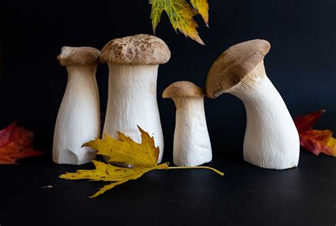 King Oyster Mushrooms: Nutrition Facts and Benefits - Nutrition Advance