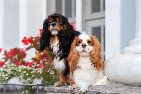 9 Cavalier King Charles Spaniel Colors (With Pictures)