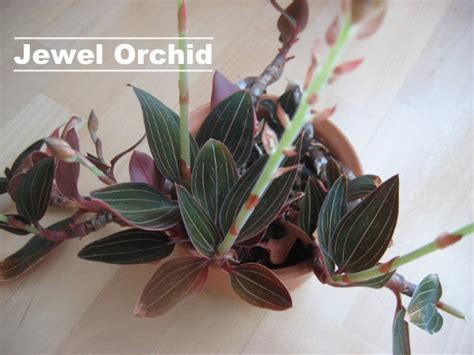 Jewel Orchid Care: How to Grow Ludisia Discolor Indoors