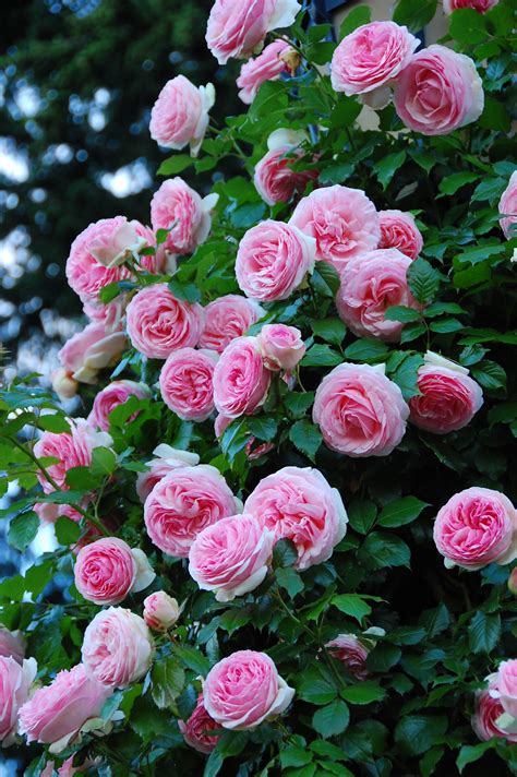 GardenZeus Recommendations for Climbing Rose Varieties in California ...