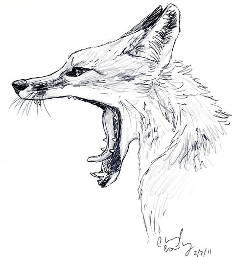 Yawning Fox Drawing by Silvercrossfox