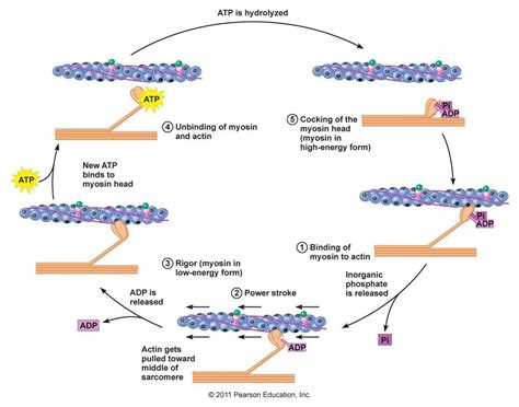 3.5: Muscle contraction steps Diagram | Quizlet