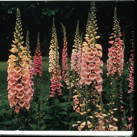 Foxglove Varieties | HGTV