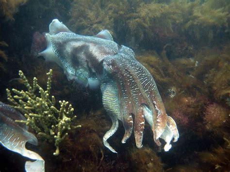 Cuttlefish Cuties: Photos of Color-Changing Cephalopods | Cuttlefish ...