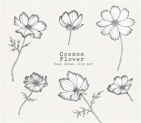 Cosmos Flower Clipart Spring Clipart Floral Clip Art for - Etsy New Zealand